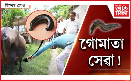জোক, নেৰো আজি তোক...